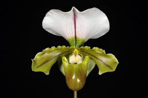 Paph. Hsinying Delight St. Georges Sail